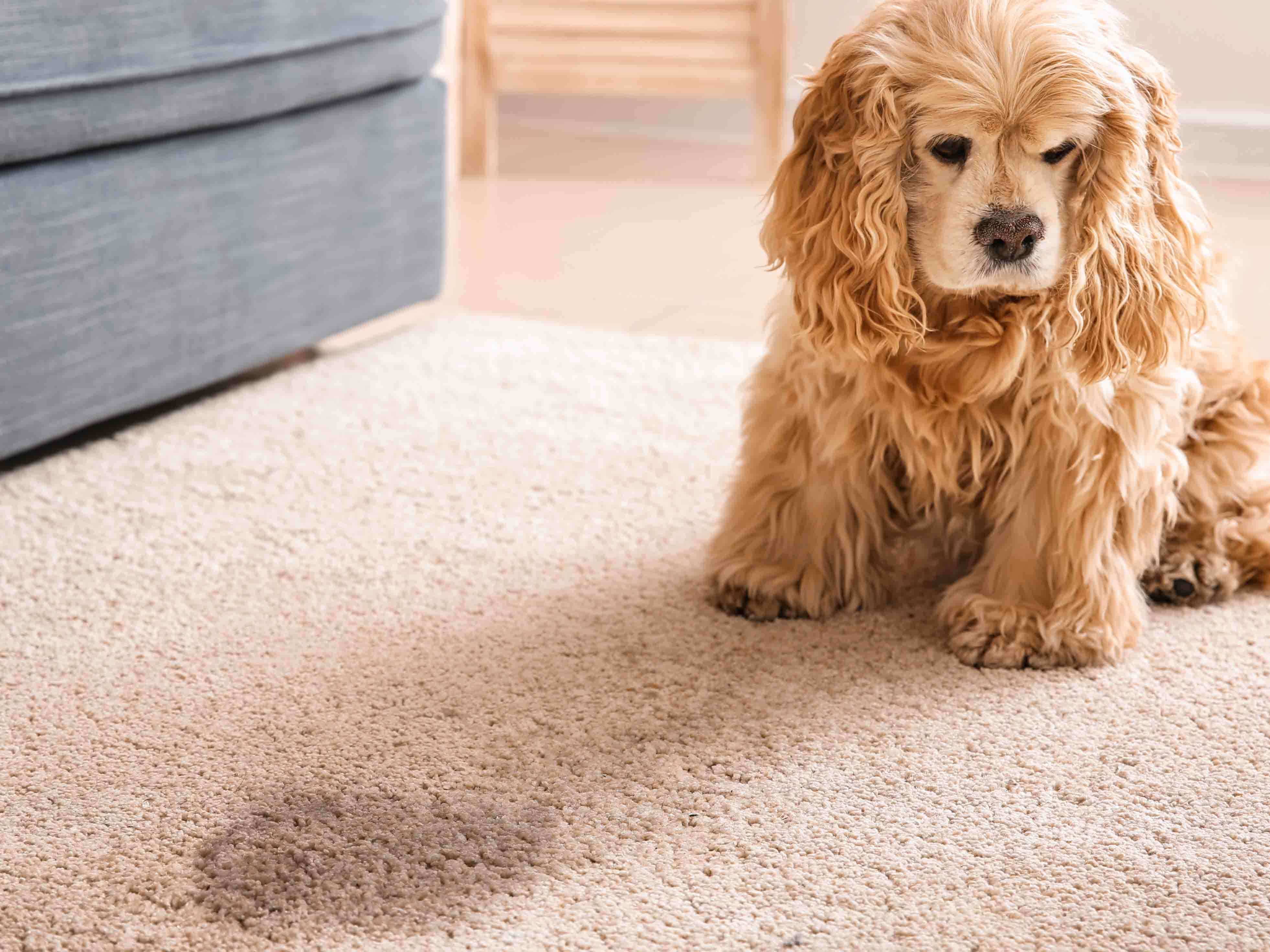 How to Stop a Dog from Peeing on Rugs: Effective Tips That Work