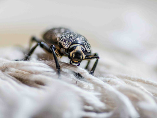 Things That Ruin Your Rugs and How to Prevent Them