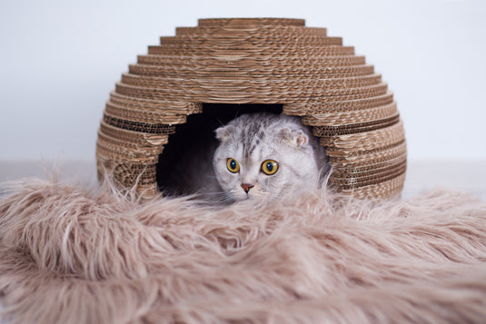 How to Find Rugs for Your House With Your Best (Pet) Friend in Mind