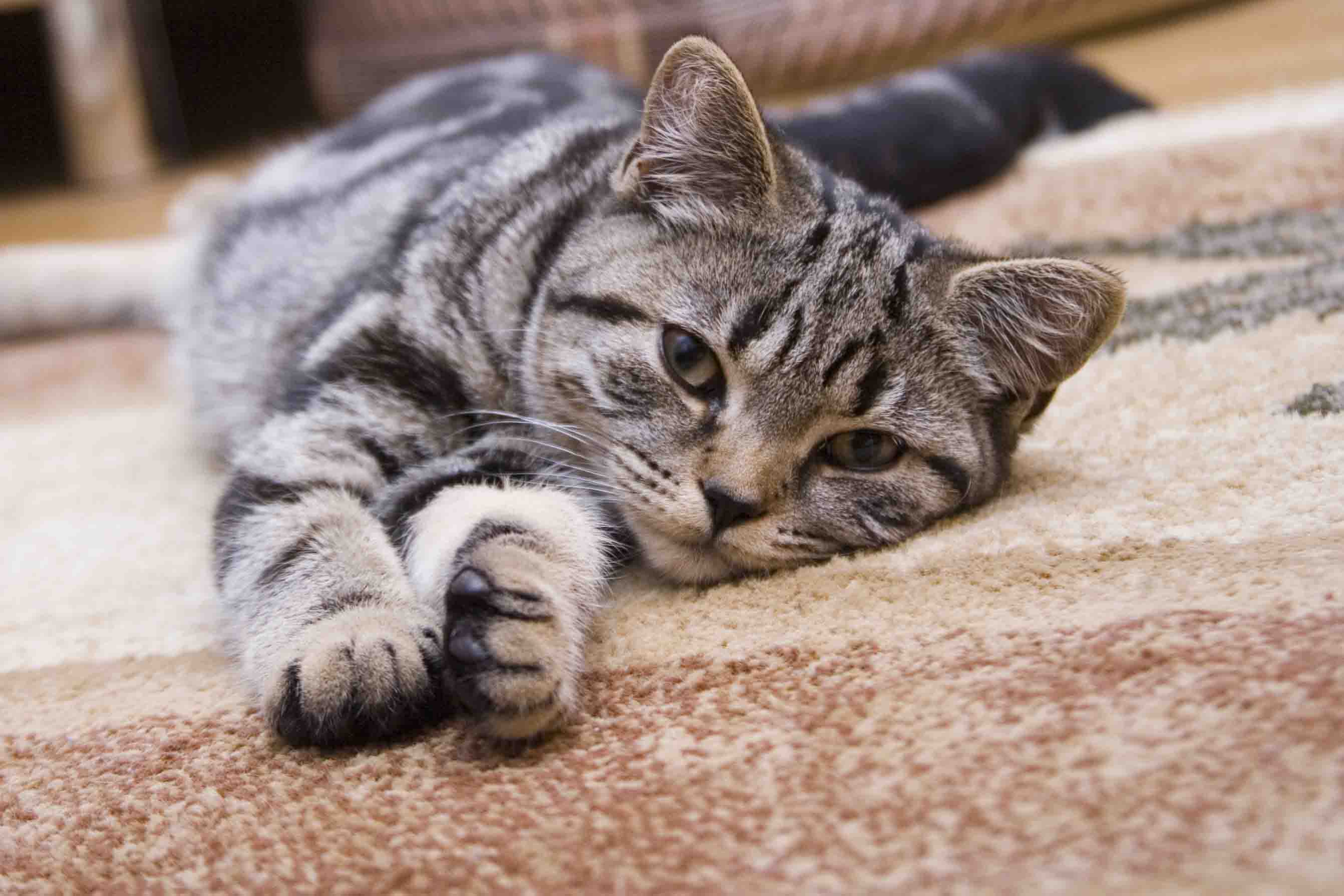 Cat Rug Position How to Choose the Best Rug for Your Cat