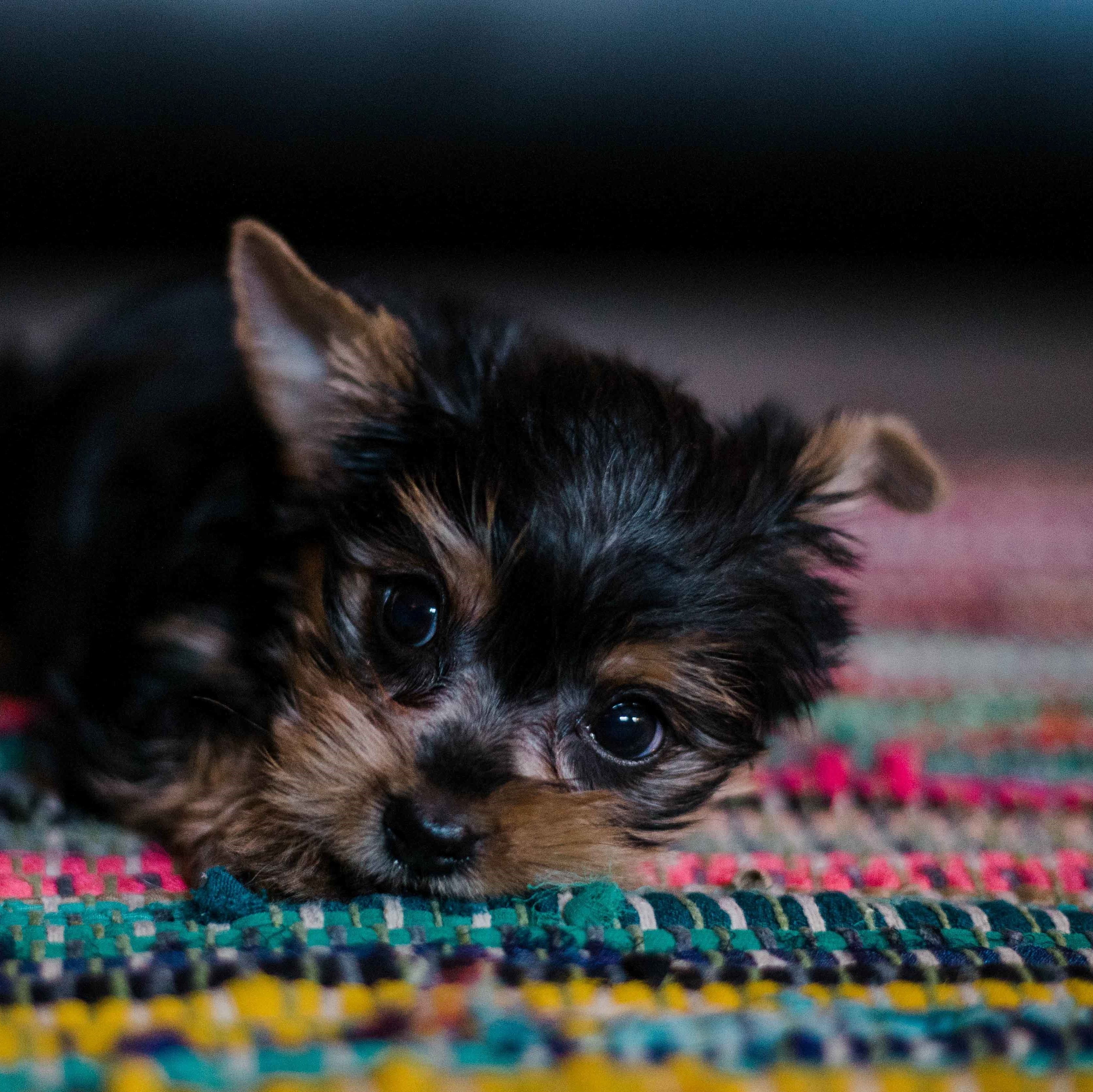 The Best Area Rugs for Dog Owners | Luxe Weavers